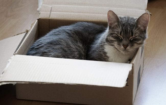 Почему кот спит в раковине или коробке, а не в кровати: объяснение, которое вас удивит