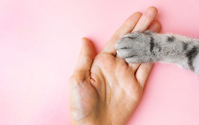 Эти животные могут лечить человека: поднимают с инвалидных колясок