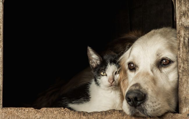 Собака і кіт під одним дахом: як їх подружити без істерик і шкоди меблям