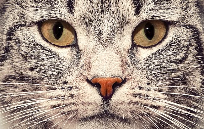 Ось чому чужа кішка приходить до вашої оселі: це не випадковість