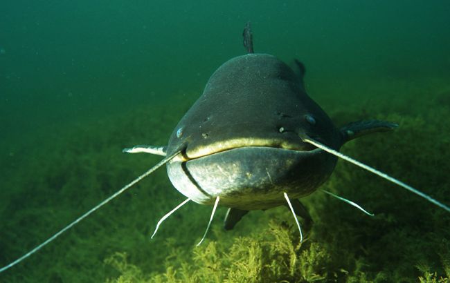 "Було непросто". На Волині рибалка упіймав гігантського сома вагою 35 кг (фото)