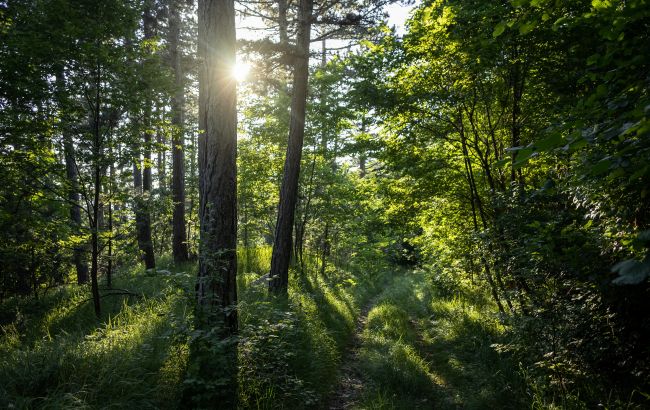 В Госэкоинспекции назвали сумму ущерба лесам за почти полгода