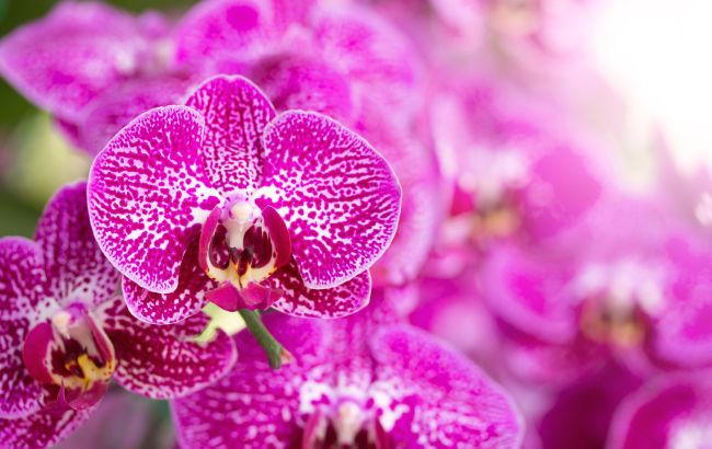 Вот почему в доме нельзя держать орхидею