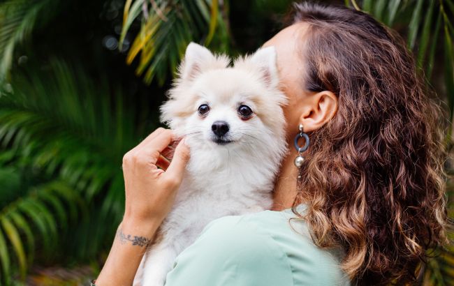 Тварини переживають спеку гірше людей: як не пропустити тепловий удар у домашнього улюбленця