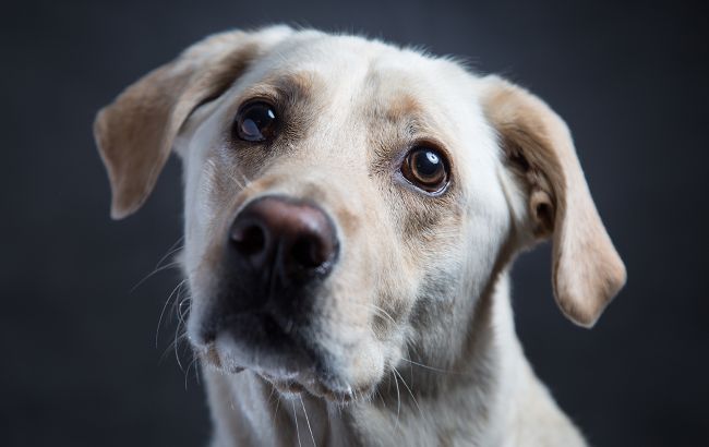У Києві у ветклініці стерилізували собаку, хоча мали просто підстригти: спалахнув скандал