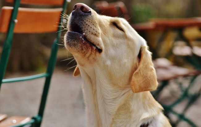 Під Києвом горе-господар залишив собаку біля магазину, бо хотів спати: тварина не їла три дні