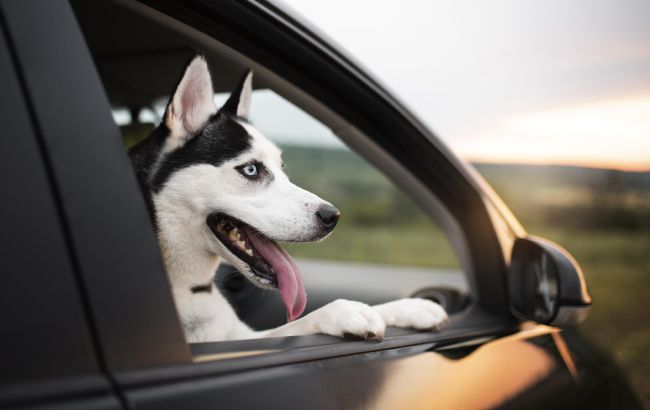 В отпуск с домашним любимцем: полный список правил перевозки животных в транспорте