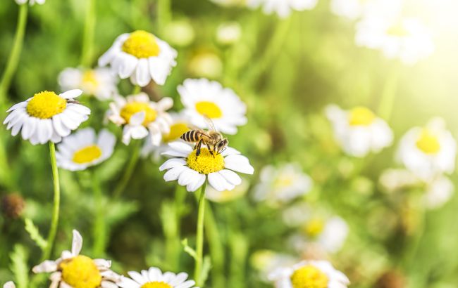 Синоптики обещают нам "весеннюю жару": когда будет +20 и выше