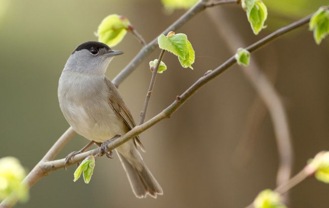9 апреля: чем этот день особенный, что нельзя делать и у кого именины