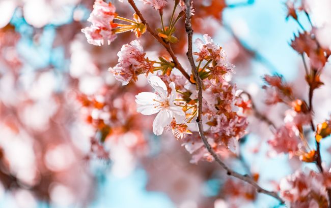 Вербное воскресенье 2021: что строго запрещено делать в этот день