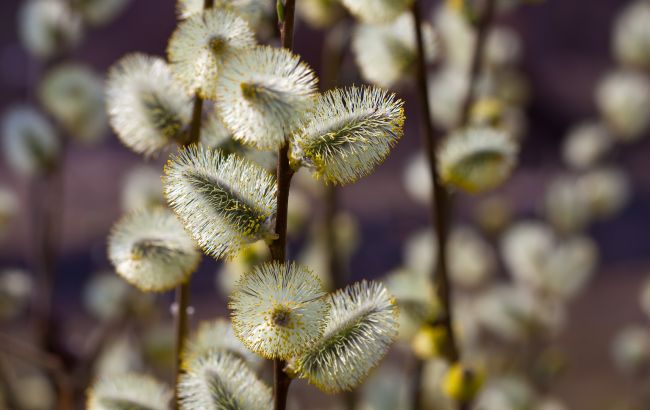 19 марта: какой сегодня день, важные традиции и что нельзя делать
