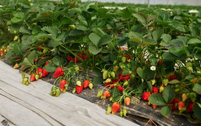 Не робіть ці помилки, інакше полуниця виросте дрібною та несмачною