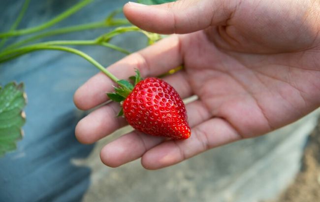 Отримаєте рекордні ягоди: як правильно посадити полуницю восени