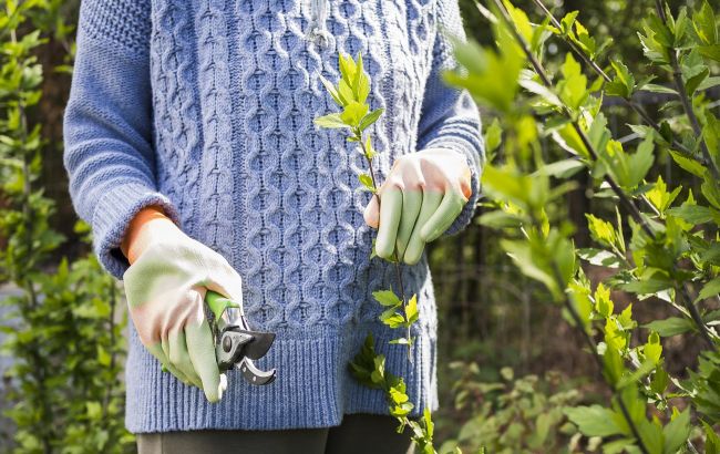Не обрезайте это в марте: 4 популярных растения, которые можно легко испортить весной