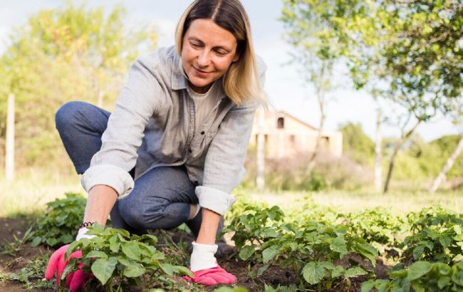 Місячний посівний календар на травень 2025: сприятливі дні для усіх рослин