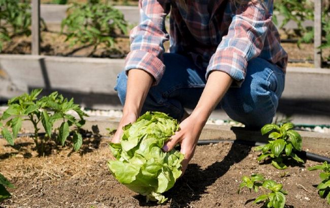 10 овочів, які треба посадити у березні на городі для щедрого врожаю