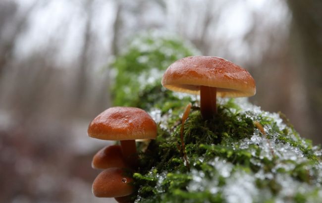 5 смачних грибів, які можна знайти у лісі у теплі зими
