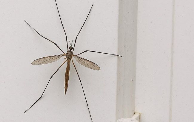 Це не комар-переросток: чому не варто знищувати типулу, яка залетіла в ваш дім