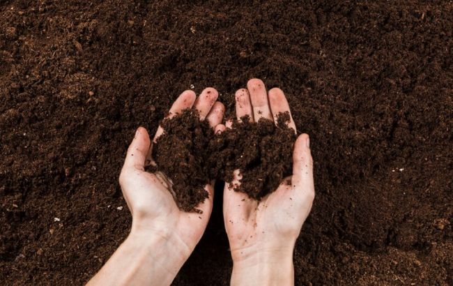 Головний секрет городу: розрізняємо типи ґрунту та підбираємо під них рослини