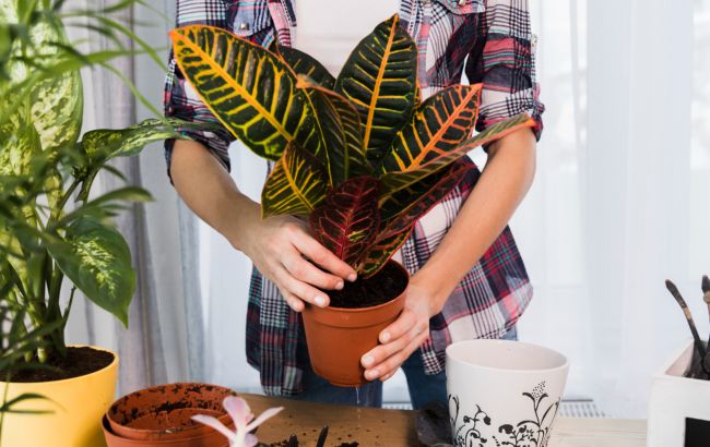 Як часто потрібно пересаджувати кімнатні рослини, щоб вони гарно росли