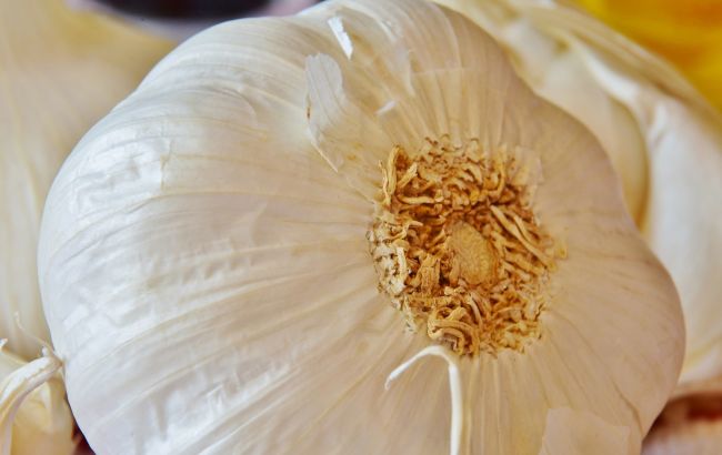 Секрет вирощування крупного часнику, доступний абсолютно всім