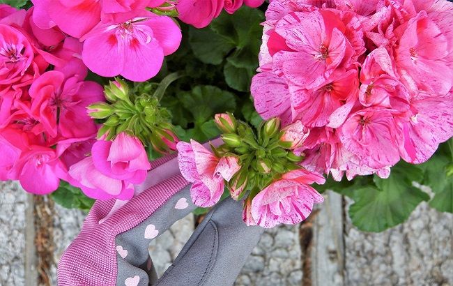 Эти комнатные растения приносят в дом богатство