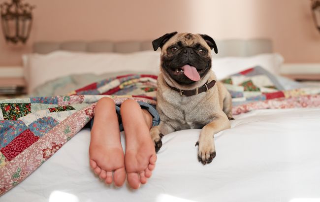 Как правильно подобрать питание для домашнего питомца: советы эксперта