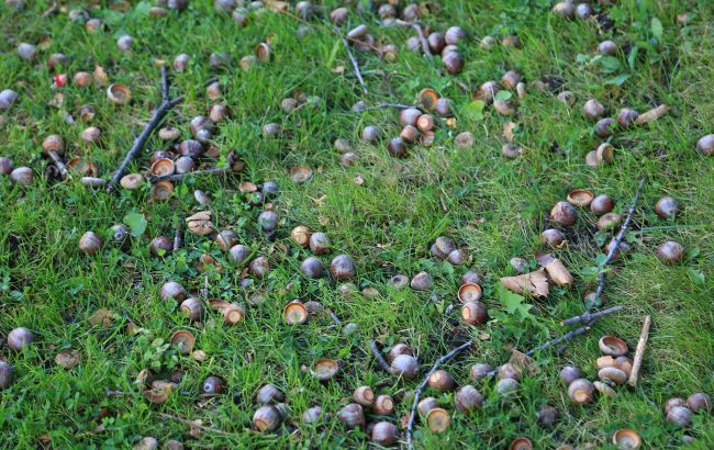 Весь сад засипало жолудями? Чому їх не можна просто ігнорувати і що з ними робити