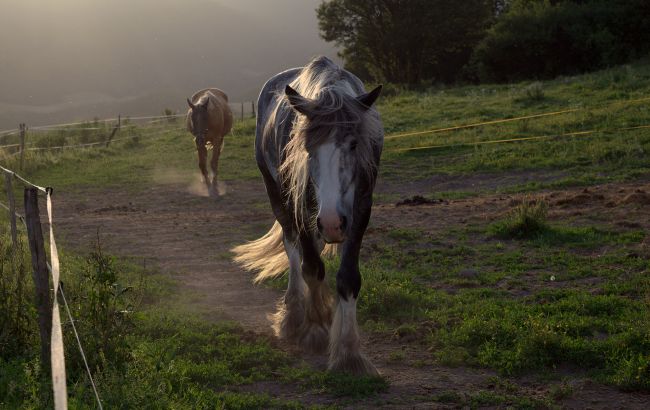 Самые большие лошади мира: как появились добродушные великаны шайры
