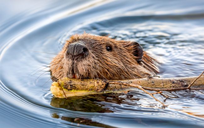 Бобры самостоятельно построили дамбу за два дня, которую власти не могли установить 7 лет