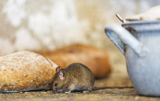 Эти 6 вещей "зовут" мышей в дом: проверьте прямо сейчас