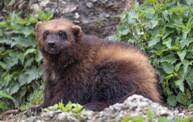 Тюлень-монах, тур и даже росомаха: 10 "украинских" животных, которые исчезли навсегда