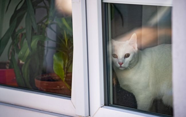 Как помочь животным в закрытых квартирах: все доступные варианты