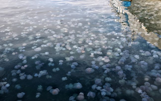 В Азовському морі нашестя медуз: узбережжя на межі екокатастрофи через дії окупантів