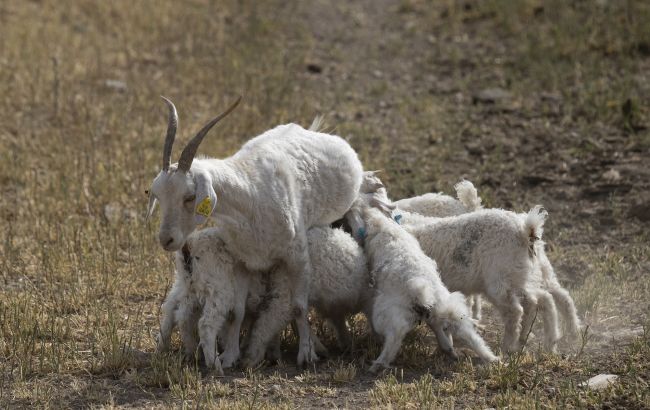 З одним оком і без носа: на фермі народилося козеня-мутант (унікальні фото)