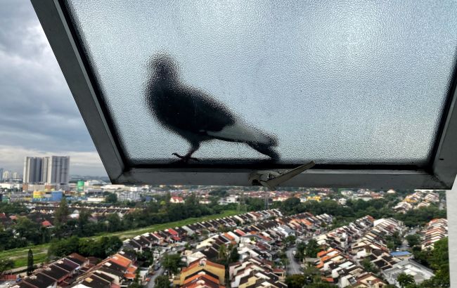 Від ластівки до ворони: які пташки на вікні віщують удачу, а які - проблеми