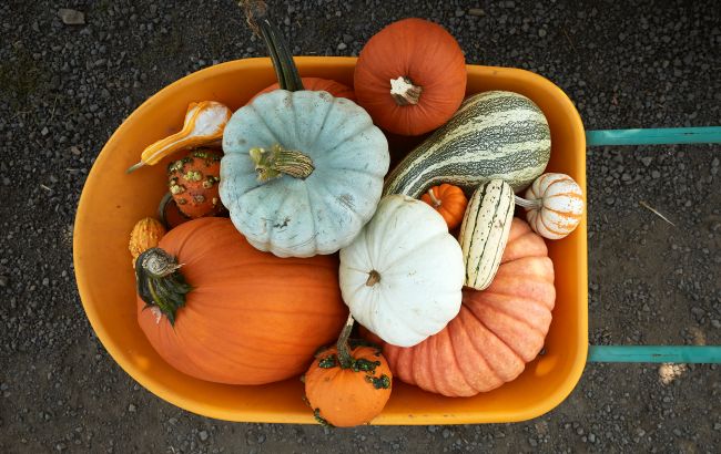 Как хранить тыквы и кабачки зимой, чтобы они не портились до весны