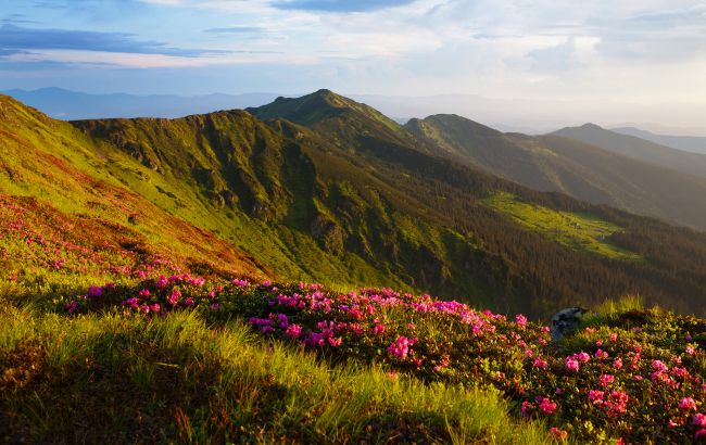 "Червона рута" у Києві: науковці Ботсаду на крок до прориву, на який чекали майже століття