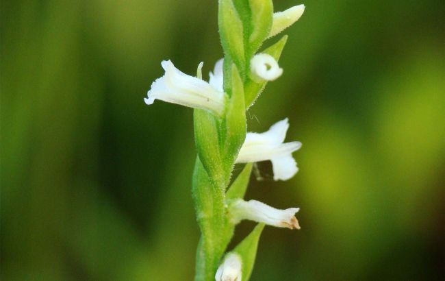 Редкая орхидея из Красной книги найдена на Волыни: как выглядит цветок, который не видели почти 25 лет