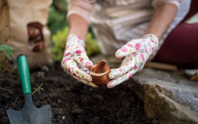 Посадите эти 5 луковиц цветов сейчас для роскошного цветения весной