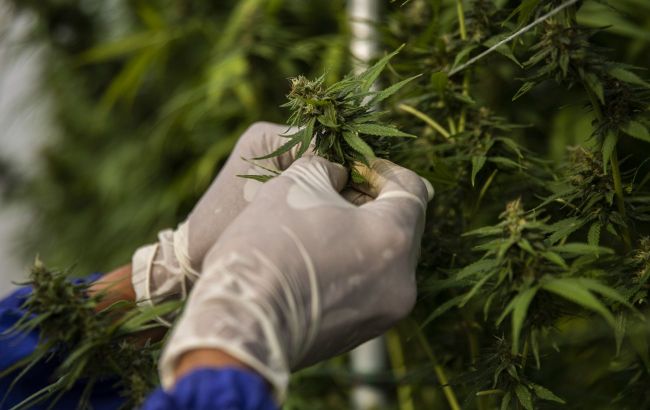 Збільшить доходи держбюджету. У Раді хочуть підвищити податок на вирощування коноплі