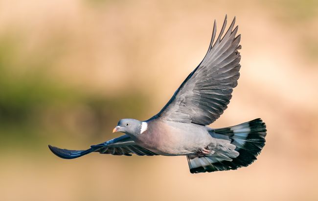 Новий птах селиться в українських містах. Орнітолог розповів про пернатого "жителя"