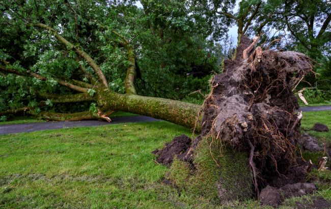 Киян попередили про сильні пориви вітру завтра і дали поради