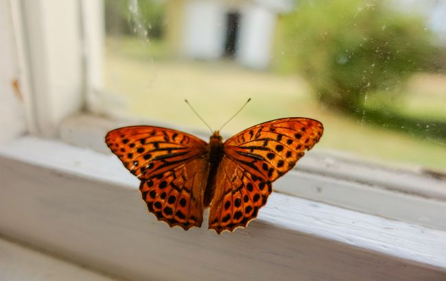 Метелик залетів у дім: що це вам віщує за прикметами - щастя чи неприємності?