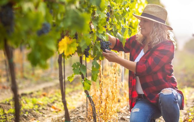 Чи можна садити разом різні сорти винограду: поради, щоб не знищити врожай