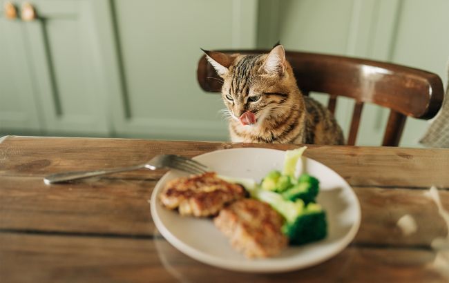 Ви будете вражені раціоном кота, який дожив до 38 років