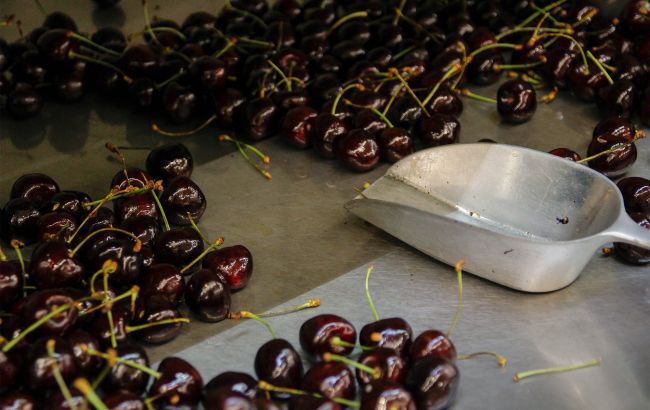 Черешня по 1500 гривень - це реальність: що це за ягода та хто її купує