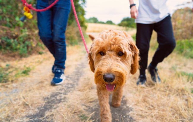 В Ірані масово забороняють вигул собак: нові обмеження уже охопили понад 20 міст