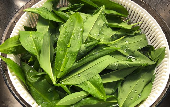 Это спасет вас от отравления: как не купить "двойника" черемши