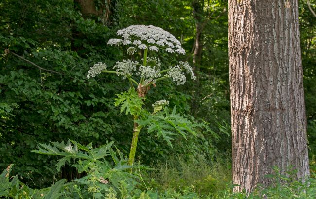 Дерматолог попередила українців про отруйну рослину: ось що стається зі шкірою
